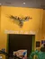 Moose Head at Ripley's Believe It or Not Museum