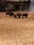 Buffalos in the Arena