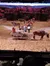 Horses Pulling Wagons