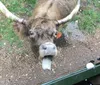 Very informative and really neat to be able to get close enough to feed and pet the cows. Would have loved more time! We had a rain storm come through right before we were scheduled to leave, so we got delayed. But the staff were great in keeping us informed and up to date XYZJennifer  Taylor - Roseburg, Oregon
