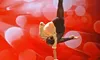 Strength at the Amazing Acrobats of Shanghai