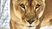 National Tiger Sanctuary in Branson, MO