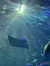 A manta ray swims gracefully underwater, surrounded by small fish and illuminated by sunlight filtering through the water.
