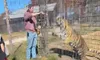 A person is interacting with a tiger through a cage while another person watches.