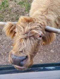 Highland Cow on the Scottish Highland Farm Tour